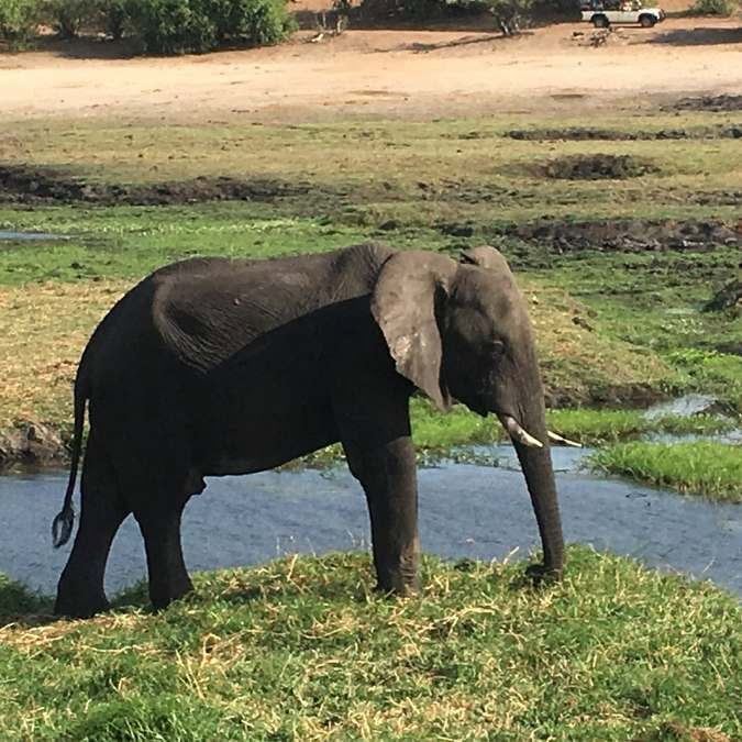 Okavango Delta (4)